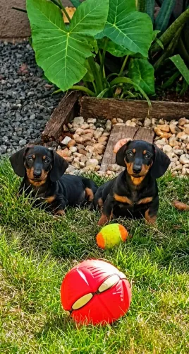 Filhotes Dachshund ( salsichinhas)