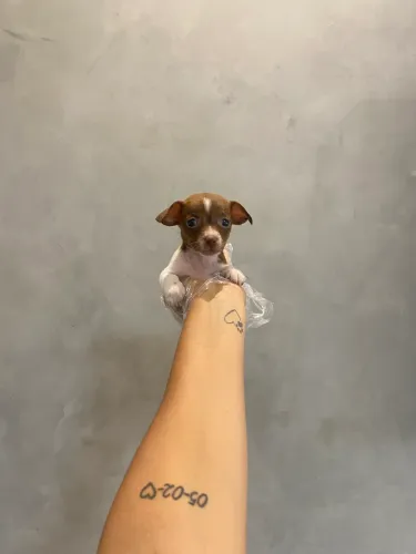 Pinscher chocolate com branco 