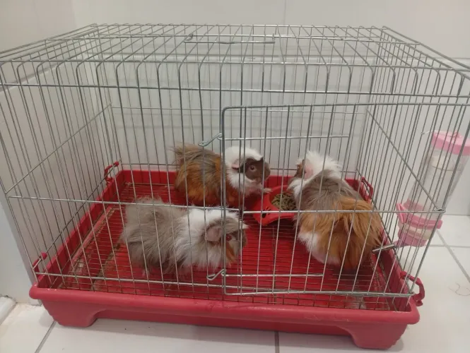 3 Porquinho da índia com gaiola 