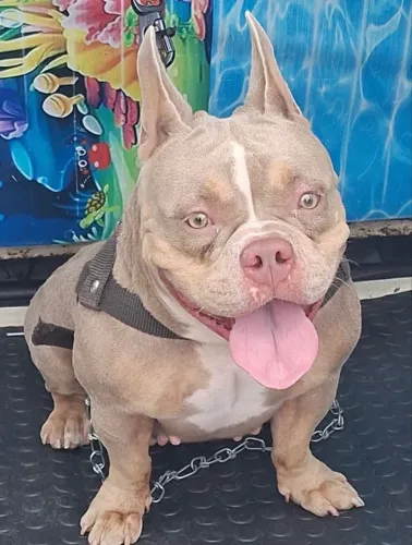 American bully micro 