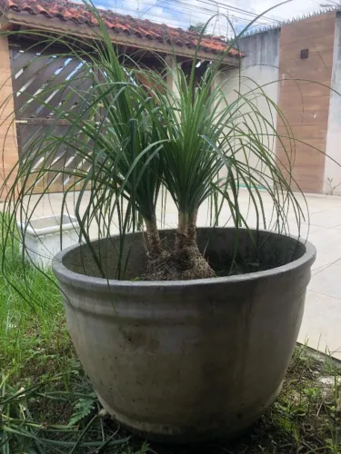 Planta Pata-de-elefante com vaso