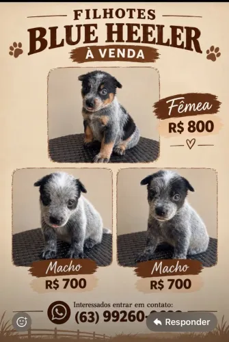 Cachorro da raça blue heeler