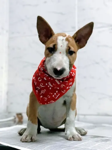 Encontre Seu Bull Terrier Ideal ? Segurança, Procedência e Garantia de Saúde