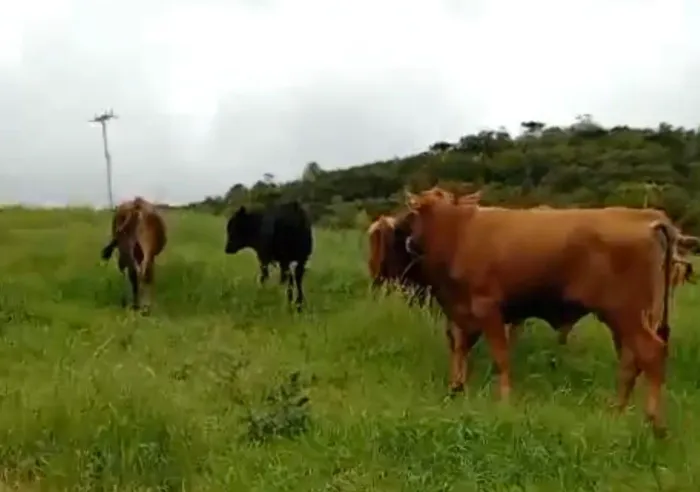 Boi Red Angus