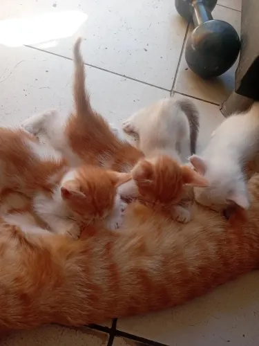 Gatos para adoção 