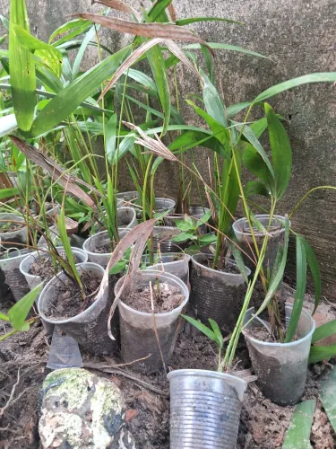 Muda de Juçara precoce