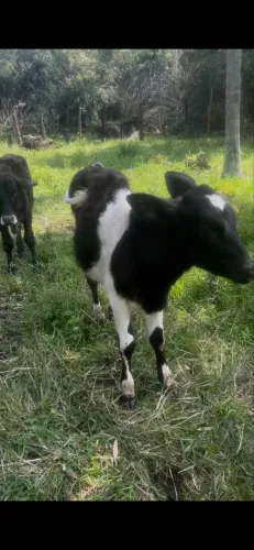 Terneira fêmea a venda