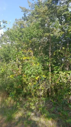 Terreno 720m² Próx. Taquaralto | Plano | Aceita Carro | R$ 35 Mil