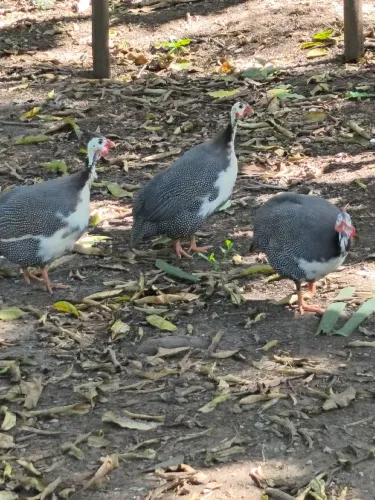 Galinhas dangola