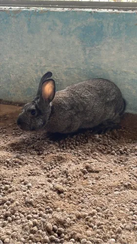 Vendo filhotes de coelhos