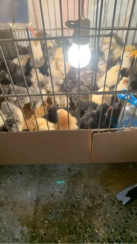Gsb/índio gigante/brahama/ disponíveis