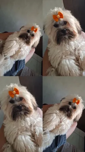 Cachorrinha disponível 