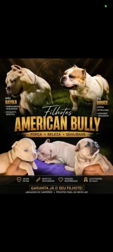 American Bully