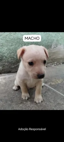 Doação Filhote de Cachorro branco