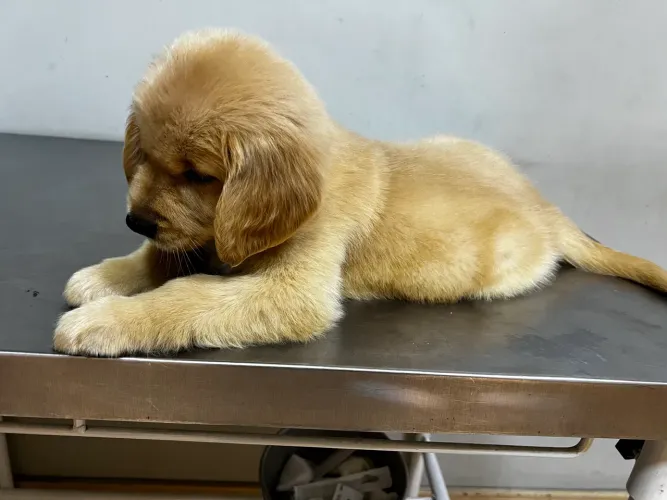 Gonden retriever