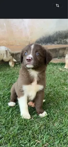 Cachorro 