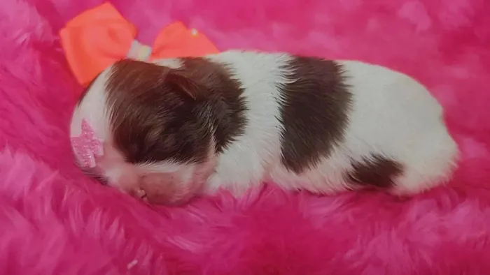 Filhote Shih Tzu