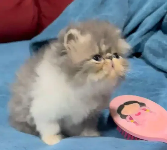Filhote de gato persa macho
