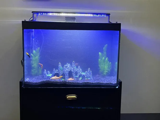 Aquário 60lt