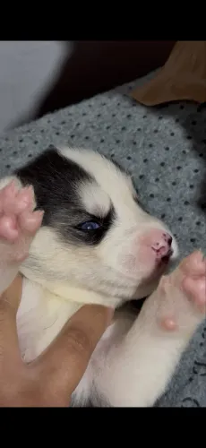 Husky siberiano