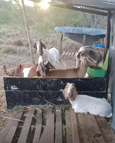 1pai de chiqueiro e 4 cabras