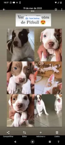 Vendo cachorro Pitbull filhote 
