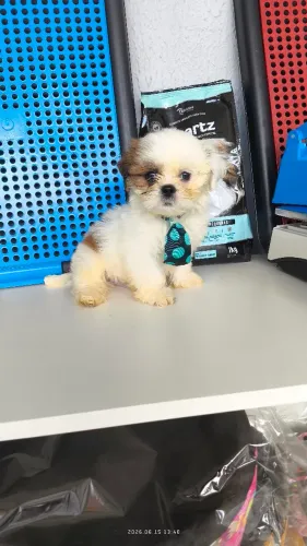 Filhote de shih-tzu.