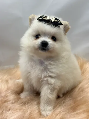 spitz alemão- leve essa linda princesa para sua casa- Delicada e charmosa !