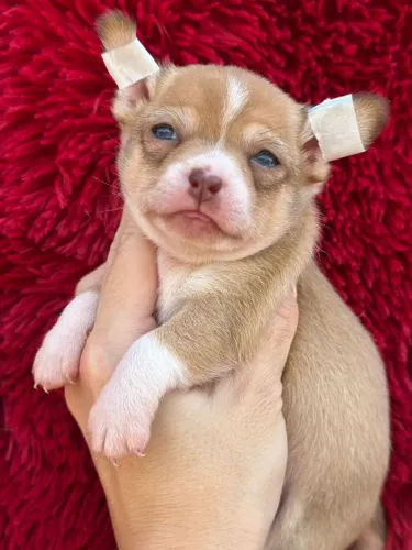 Chihuahua white que vai encantar seu lar