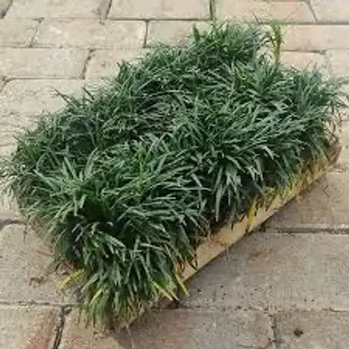 Grama preta alta e mini