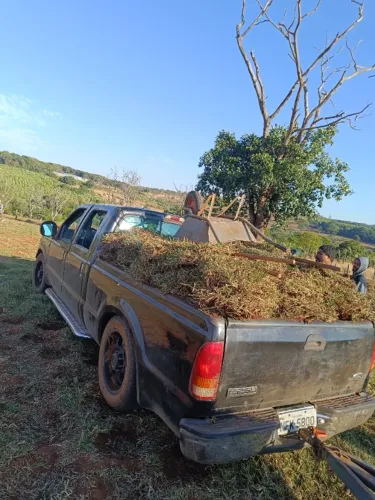 GRAMAS JA PLANTADAS E SO NA A&A GRAMAS