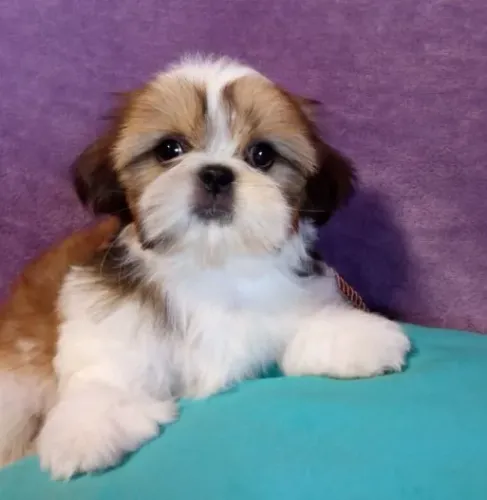 Shih-Tzu Micro Preto e Branco Macho - Um Filhote Especial Para Sua Casa! 