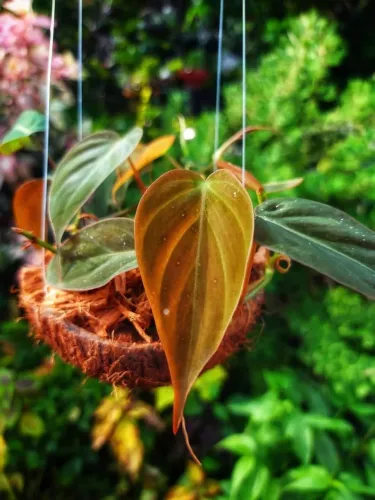 Philodendron Micans - Muda Linda e Saudável