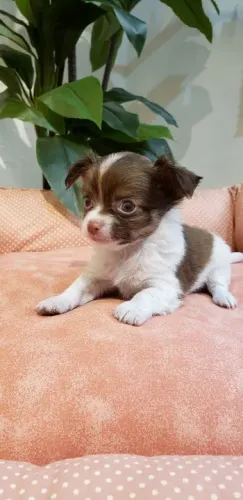 Filhotes Chihuahua - O Cão de Companhia Ideal!