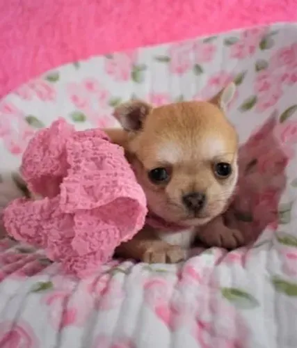 Chihuahua macho cream e white á venda!!