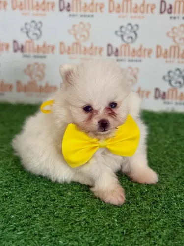 Spitz Alemão Macho e Fêmea