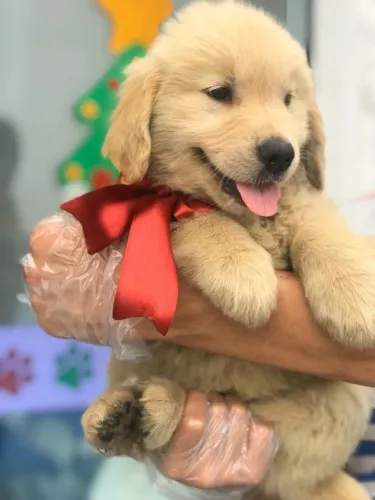 Golden Retriever macho filhote com 56 dias com pedigree e vacina disponível em loja