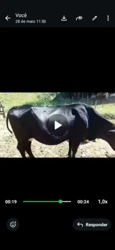 Vaca de leite