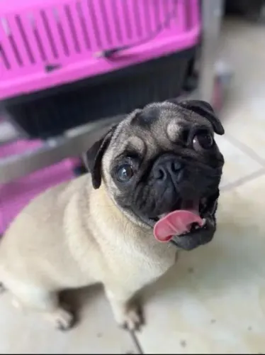 Filhotes de Pug | Ideal para bons momentos.