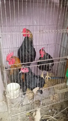 Galo