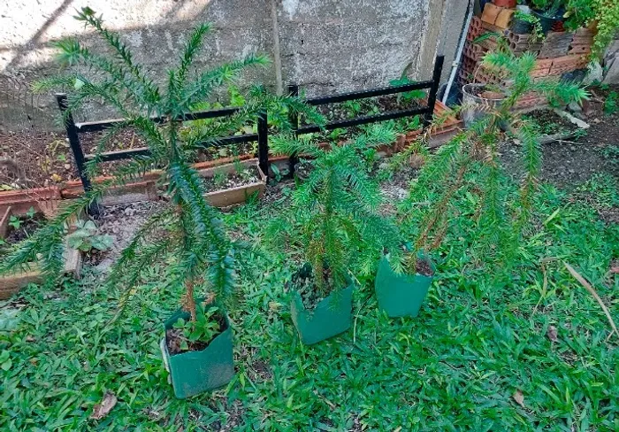 Pinheirinho araucária, plante numa lata grande, embeleze casa/jardim, enfeite para o Natal