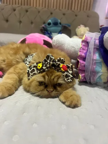 Procura gato persa macho pra minha fêmea