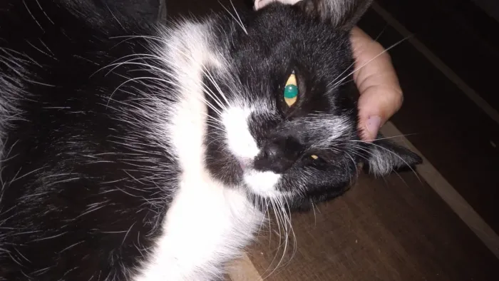 Gato Macho Castrado para Adoção Responsável 