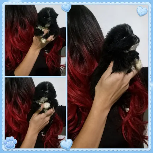 Macho preto para branca spitz alemão Lulu da pomerana 