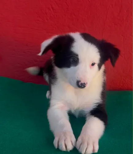 Border Collie com pedigree