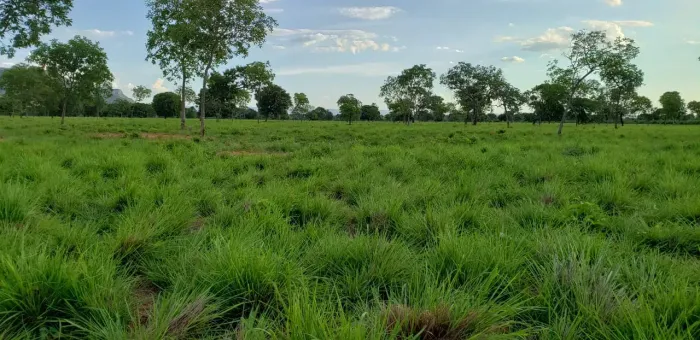 OPORTUNIDADE!! Fazenda de 82.28 Hectares Toda Formada em Posse-GO