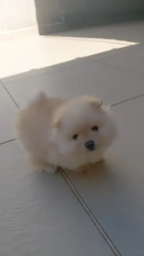Cachorro Lulu da Pomerania com pelagem fofa, últimos