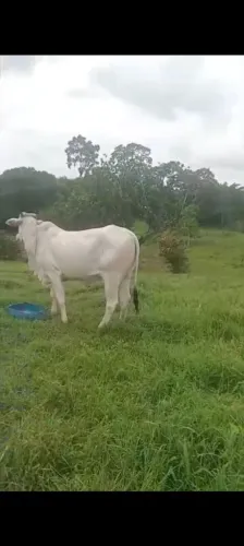 Vendo novilhas
