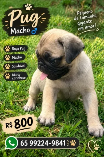 Cachorro