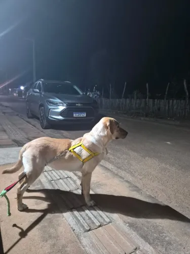 Linda Labrador fêmea de 1 ano